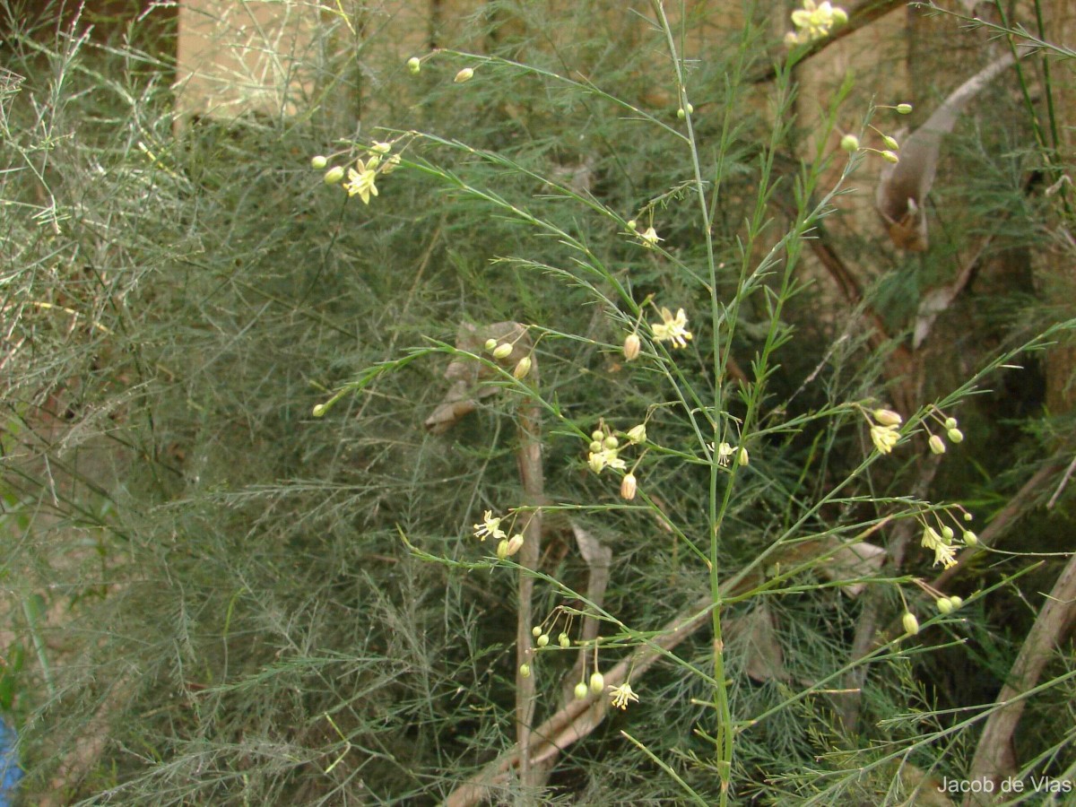 Asparagus officinalis L.